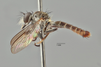<i>Ommatius radamnis</i> holotype male (photo by G. Daniels)