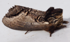 <i>Hylaeora eucalypti</i> Doubleday, [1849] (Notodontidae)