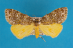 <i>Parelictis saleuta</i> Meyrick, 1886, male