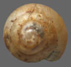 <em>Iotula microcosmos</em>, dorsal view.
Diameter of shell: 1.2 mm.