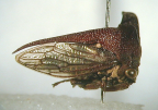 <i>Eufairmairia fraternus</i> Distant, most widespread species of the genus.