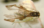 <I>Austoasca histrionicula</I> (Kirkaldy), adult female.