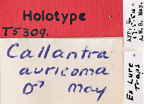 <i>Callantra auricoma</i> Holotype label