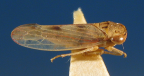 <i>Austroagalloides grisea</i> Evans, adult female.