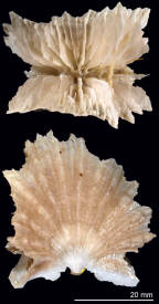 Calicular and lateral views of Flabellum (Ulocyathus) lowekeyesi