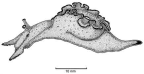 Family Aplysiidae. <i>Aplysia parvula</i>. (from Beesley, Ross & Wells 1998) [L. Newman]