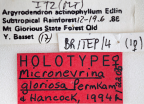 <i>Micronevrina gloriosa</i> Holotype label