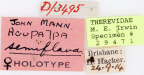 <i>Acupalpa semiflava</i> Holotype label