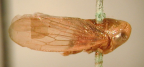 <i>Tartessus obscurus</i> Evans [= <i>Spanotartessus evansi</i> (Metcalf)], type species of <i>Spanotartessus</i> F. Evans.