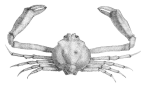 <em>Ebalia tuberculosa</em> [from Miers 1884: pl. 25 fig. 1]