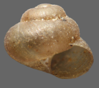 <em>Pupisoma circumlitum</em>, apertural view. Height of shell: 2 mm
