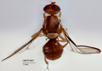 <i>Bactrocera (Bactrocera) yorkensis</i> Holotype