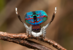 <i>Maratus mungaich</i> Waldock, 1995