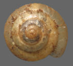 <em>Semilaoma lidgbirdensis</em>, dorsal view. Diameter of shell: 1.8mm.