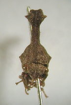 <i>Eutryonia monstrifera</i> (Walker), adult, frontal view.
