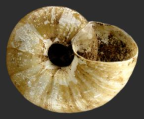 <em>Scagacola reducta</em>, ventral view. 