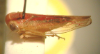 <I>Rosopaella rubrofascia</I> Webb, adult female.