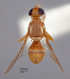 <i>Dacus (Bactrocera) aurantiacus</i> Holotype