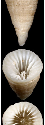 <i>Stolarskicyathus pocilliformis</i>, side view, upper and side view, and upper view of skeleton.