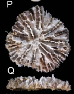 calicular and lateral views of Fungiacyathus (F.) fragilis