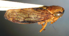 <i>Plexitartessus extremus</i> F. Evans, adult male.