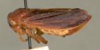 <i>Lasioscopus acmaeops</i> (Jacobi), adult female.