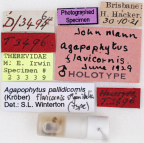 <i>Agapophytus flavicornis</i> Holotype label