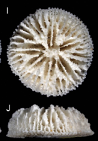Calicular and lateral views of Stephanophyllia neglecta