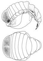 <I>Platyscelus armatus</I>