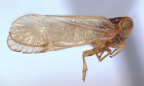 <i>Leptolamia jacobii</i> Löcker, adult male