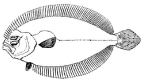 Paralichthyidae