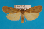 <i>Scoliacma xuthopis</i> Hampson, 1914, male