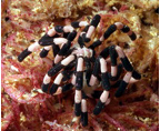 <em>Stylopallene cheilorhynchus</em>