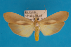 <i>Calamidia hirta</i> (Walker, 1854), male