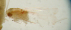 <I>Dunioa picturata</I> (Evans), adult male (in ethanol).