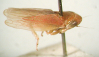 <I>Euleimonios sinuatus </I>Fletcher & Condello, holotype male.