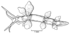 Family Eubranchidae. <i>Eubranchus inabai</i>.(from Beesley, Ross & Wells 1998) [S. Weidland]