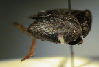 <I>Dardus abbreviatus </I>(Guérin-Méneville)