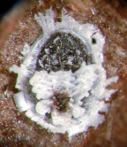 Habitus puparia of <I>Tetraleurodes pluto</I>