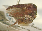 <i>Yangupia occidentalis</i> (Goding), type species of <i>Yangupia</i> Day.