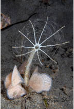 <em>Praxillura maculata</em>