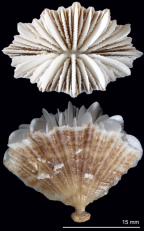 Calicular and lateral views of Flabellum aotearoa