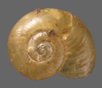 <em>Vitellidelos kaputarensis</em>, dorsal view.
Diameter os shell: 7 mm