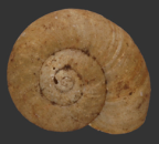 <em>Montidelos urarensis</em>, dorsal view.
Diameter of shell: 10.5 mm