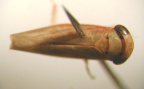<I>Pascoepus nymphias </I>(Kirkaldy), adult.