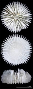 <i>Fungiacyathus (Bathyactis) granulosus</i>, upper and lower surfaces, and side view of skeleton.