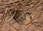 Red-chested Button-quail, North Queensland
