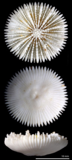 <i>Anthemiphyllia dentata</i>, upper and lower surfaces, and side view of skeleton.
