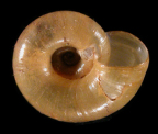 <em>Saladelos lacertina</em>, ventral view.