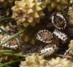 <i>Orcus bilunulatus</i>, pupae on <i>Casuarina cunninghamiana</i>, Canberra